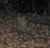 Family Cemetary Ghost Face 4